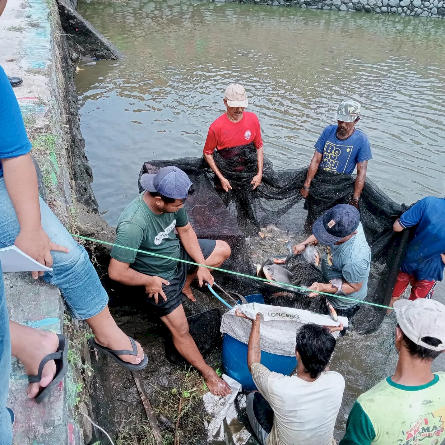 Penimbangan dan Penebaran Ikan Untuk Persiapan Acara Festival Memet Ikan