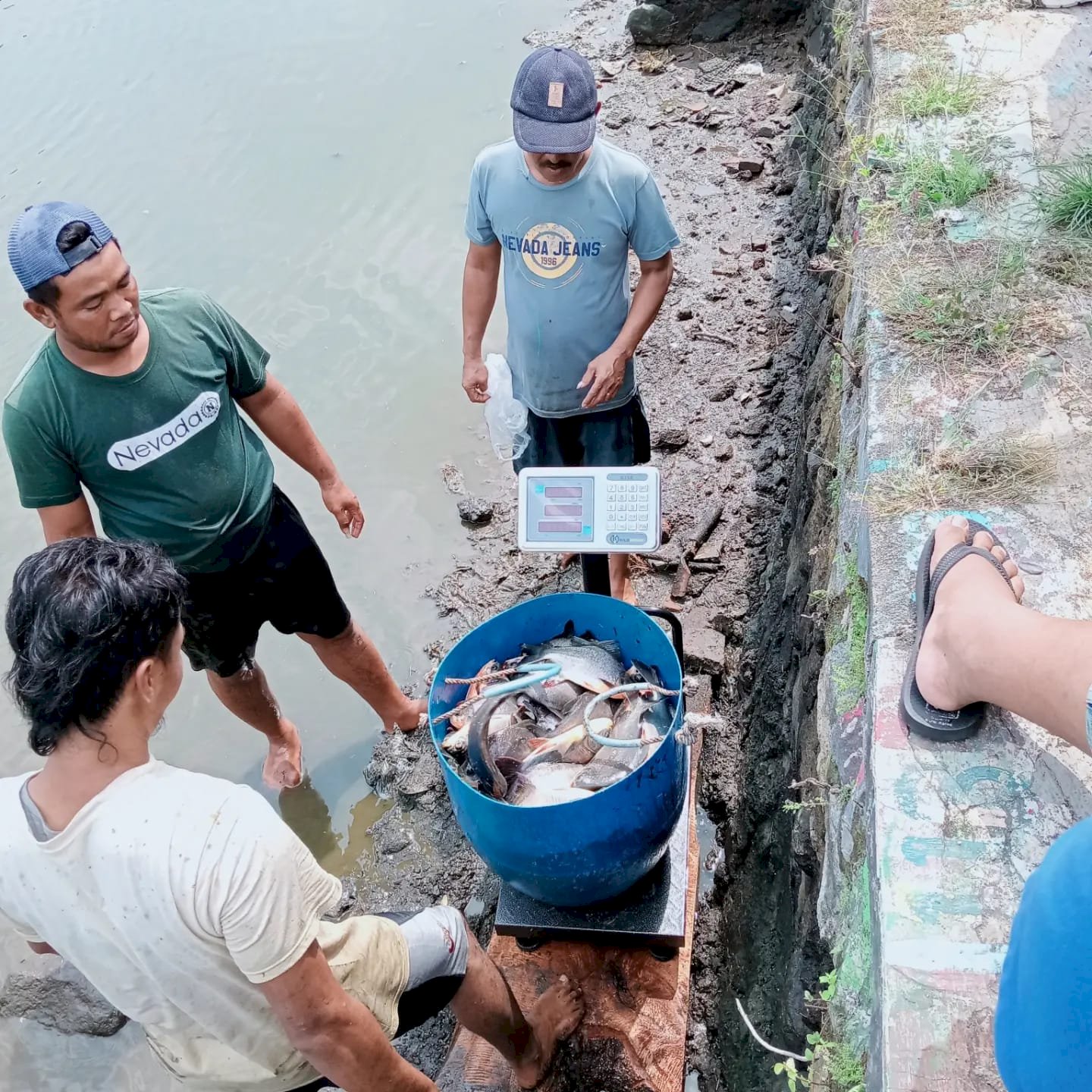 Penimbangan dan Penebaran Ikan Untuk Persiapan Acara Festival Memet Ikan