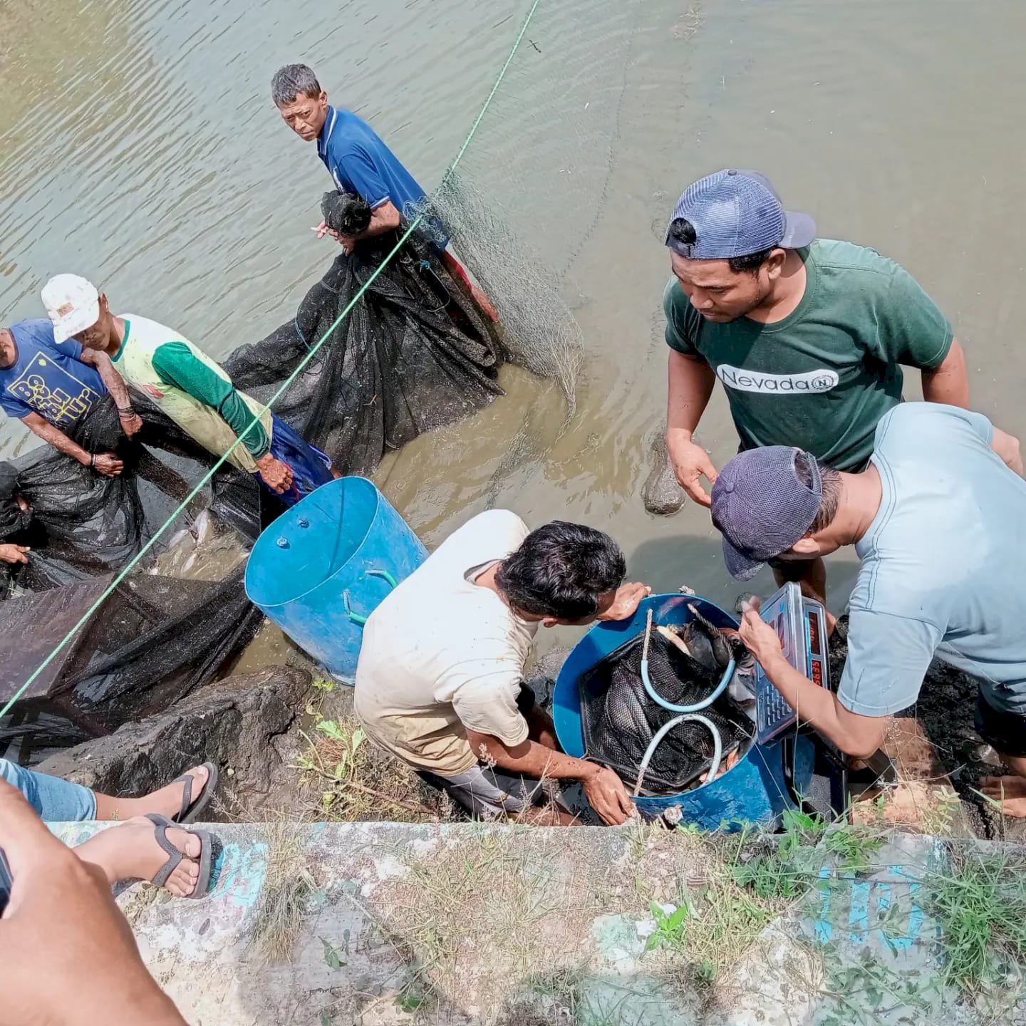 Penimbangan dan Penebaran Ikan Untuk Persiapan Acara Festival Memet Ikan