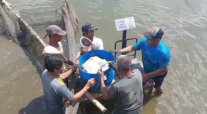 Kegiatan penimbangan dan penebaran ikan dalam rangka persiapan acara Festival Memet Ikan